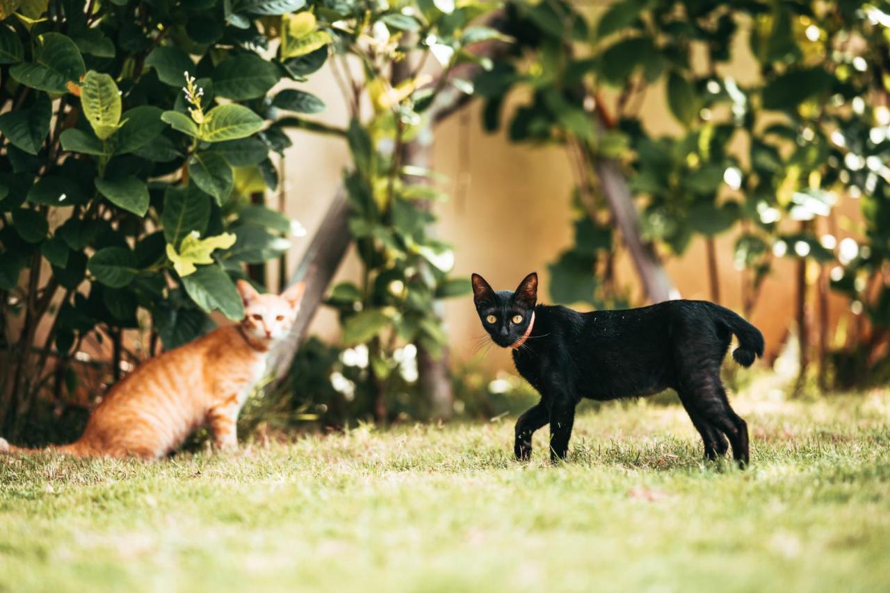 Bali Mynah Villas Resort Jimbaran Eksteriør bilde